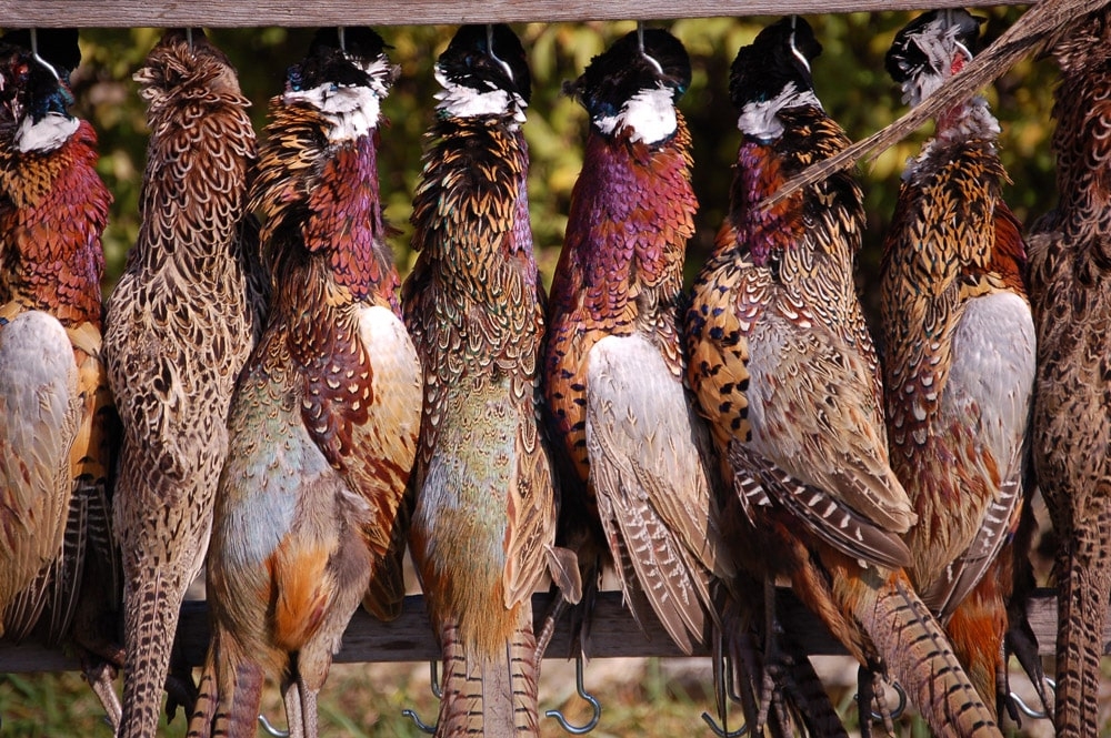 Pheasant Hunting Package Pheasant Hunting in Kansas