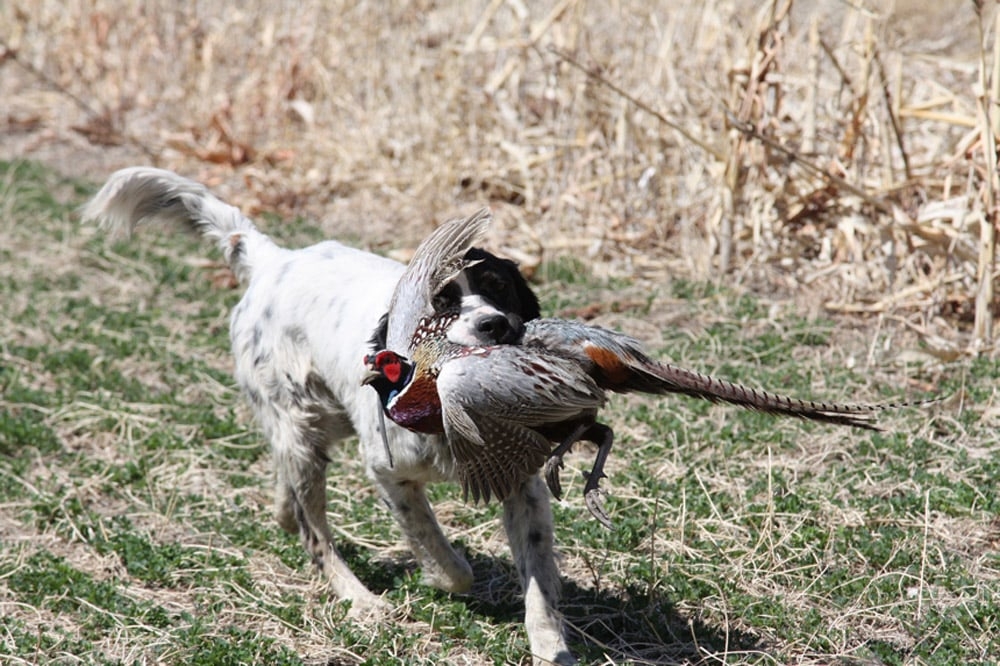 Kansas Pheasant Hunting Information